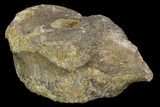 Bargain Edmontosaurus (Hadrosaur) Vertebra - Montana #100910-3